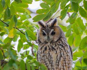 Preview wallpaper owl, predator, branches, leaves