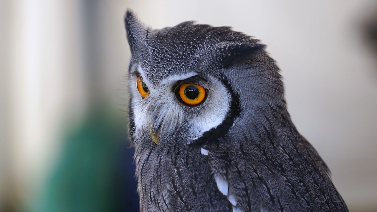 Wallpaper owl, predator, eyes, bird