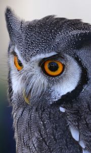 Preview wallpaper owl, predator, eyes, bird