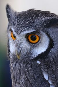 Preview wallpaper owl, predator, eyes, bird