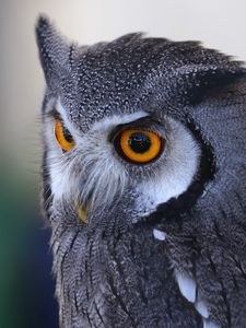 Preview wallpaper owl, predator, eyes, bird