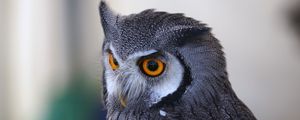 Preview wallpaper owl, predator, eyes, bird