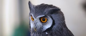 Preview wallpaper owl, predator, eyes, bird