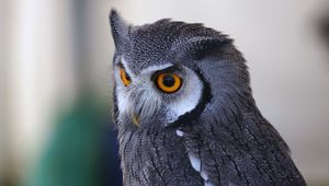 Preview wallpaper owl, predator, eyes, bird