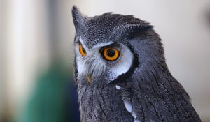 Preview wallpaper owl, predator, eyes, bird