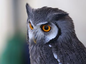 Preview wallpaper owl, predator, eyes, bird