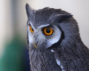 Preview wallpaper owl, predator, eyes, bird
