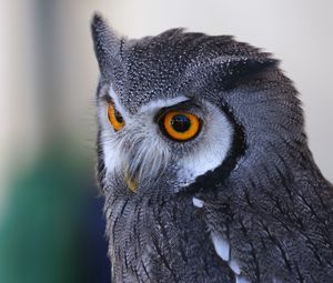 Preview wallpaper owl, predator, eyes, bird