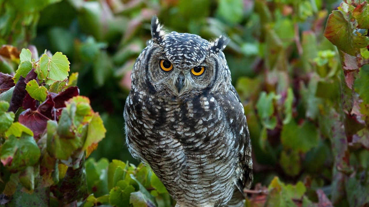 Wallpaper owl, predator, grass, leaves, bird