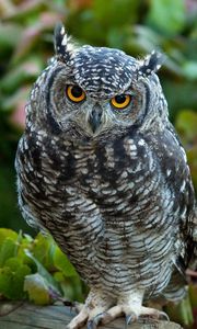 Preview wallpaper owl, predator, grass, leaves, bird
