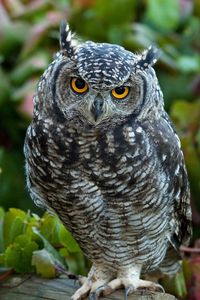 Preview wallpaper owl, predator, grass, leaves, bird