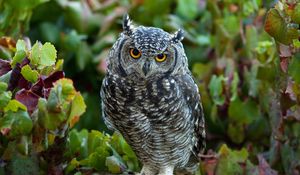 Preview wallpaper owl, predator, grass, leaves, bird