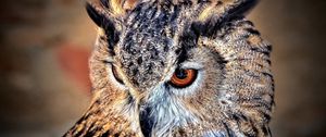 Preview wallpaper owl, predator, look, bird
