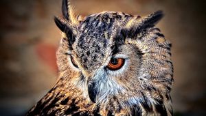 Preview wallpaper owl, predator, look, bird