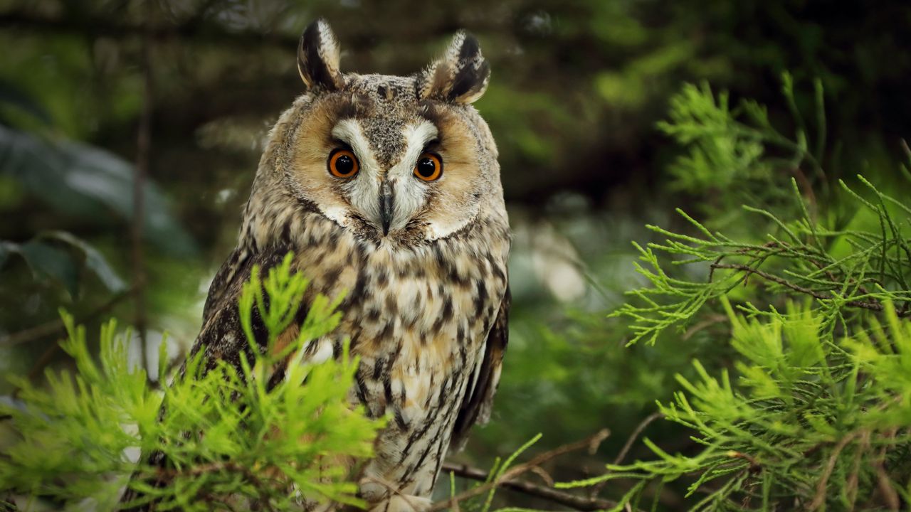 Wallpaper owl, predator, needles, branch
