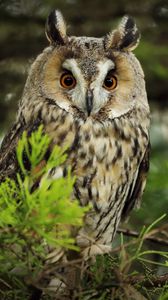 Preview wallpaper owl, predator, needles, branch