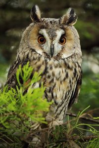 Preview wallpaper owl, predator, needles, branch