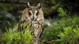 Preview wallpaper owl, predator, needles, branch
