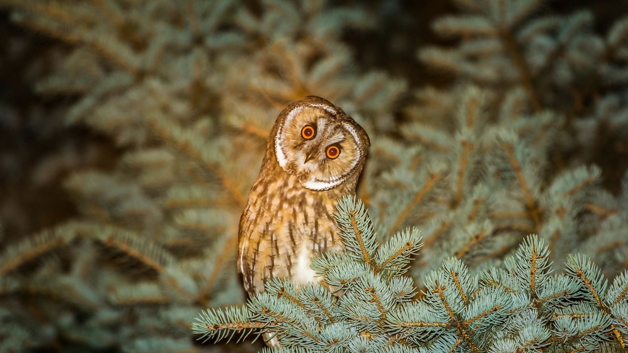 Wallpaper owl, predator, spruce, night