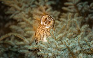 Preview wallpaper owl, predator, spruce, night