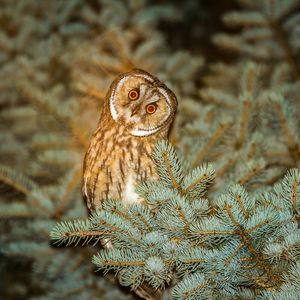 Preview wallpaper owl, predator, spruce, night