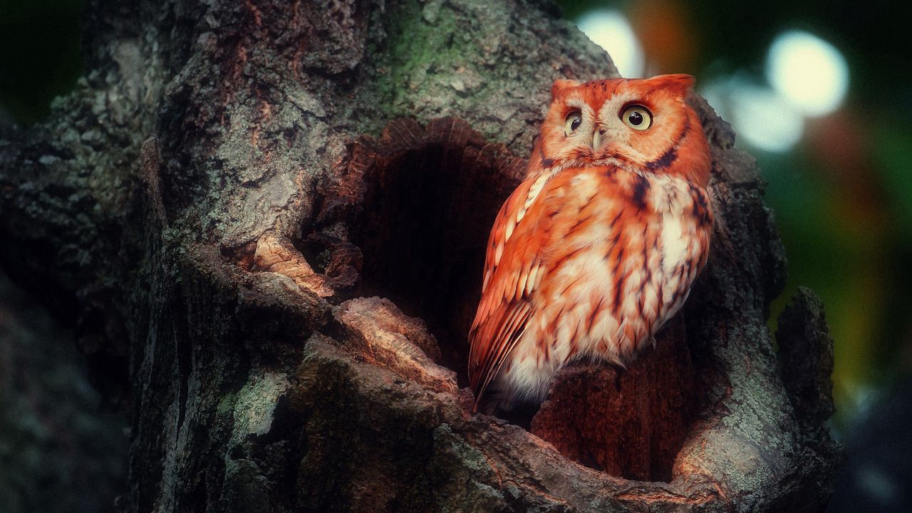Wallpaper owl, red, sight, surprise, tree, hollow, birds