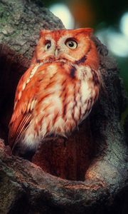 Preview wallpaper owl, red, sight, surprise, tree, hollow, birds