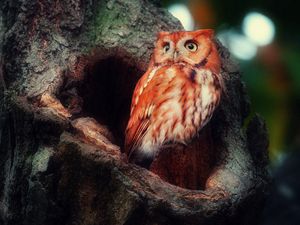 Preview wallpaper owl, red, sight, surprise, tree, hollow, birds