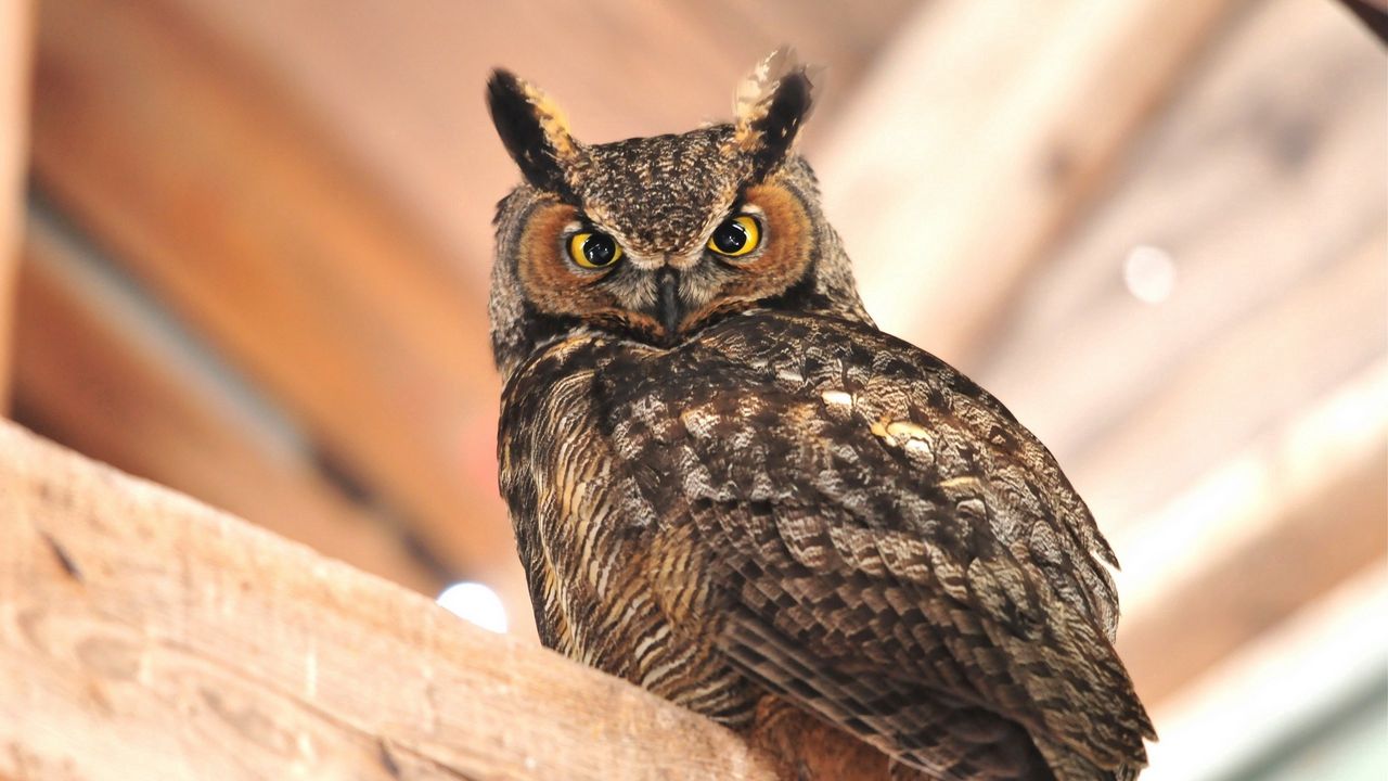 Wallpaper owl, sitting, bird, predator
