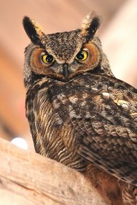 Preview wallpaper owl, sitting, bird, predator