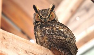 Preview wallpaper owl, sitting, bird, predator