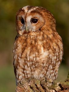 Preview wallpaper owl, sitting, feathers, swollen, plump