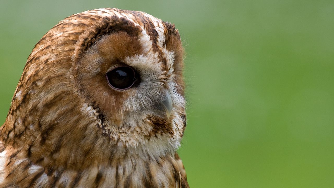 Wallpaper owl, snout, beak, big eyes