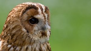 Preview wallpaper owl, snout, beak, big eyes