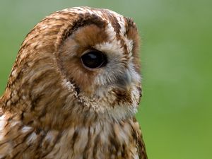 Preview wallpaper owl, snout, beak, big eyes