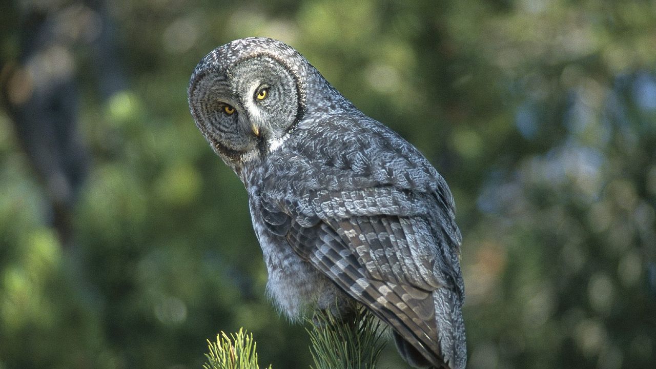 Wallpaper owl, spruce, opinion, expectation, bird, predator