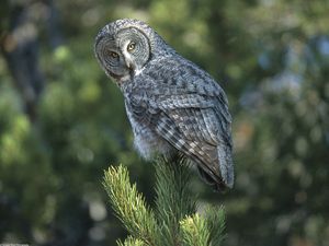 Preview wallpaper owl, spruce, opinion, expectation, bird, predator