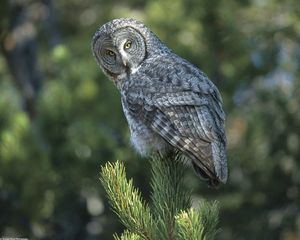 Preview wallpaper owl, spruce, opinion, expectation, bird, predator