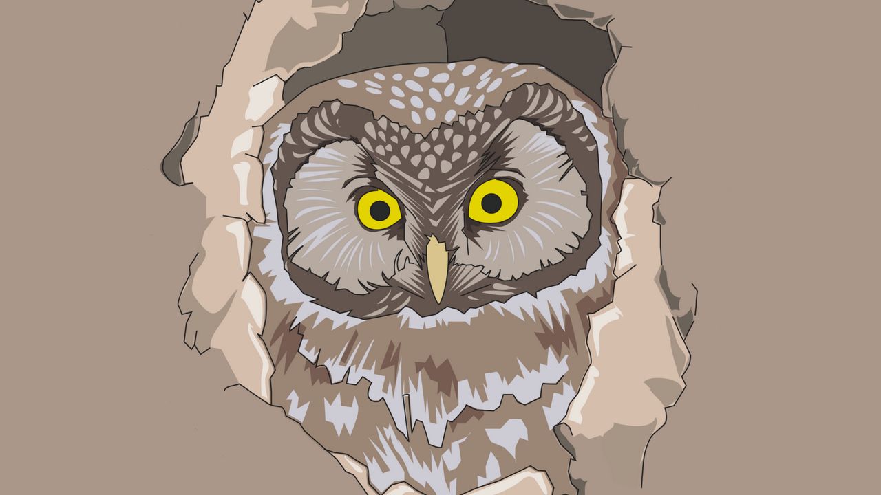 Wallpaper owl, spy out, vector, art