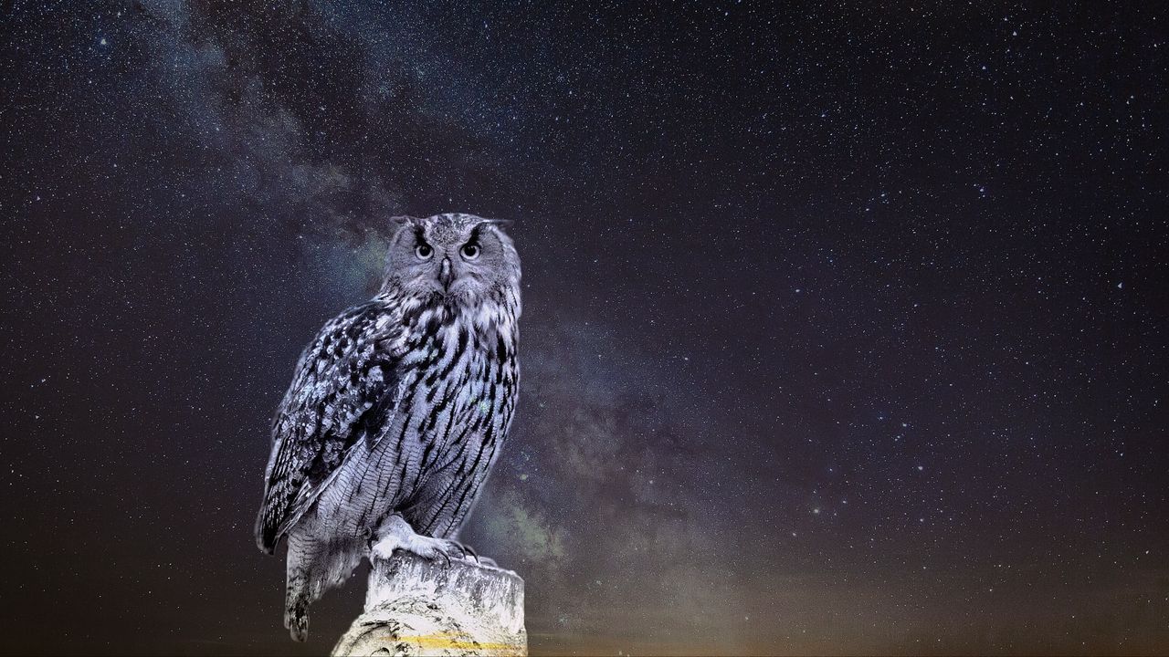 Wallpaper owl, starry sky, photoshop