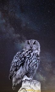 Preview wallpaper owl, starry sky, photoshop