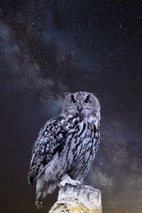 Preview wallpaper owl, starry sky, photoshop