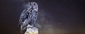Preview wallpaper owl, starry sky, photoshop