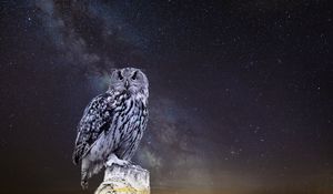 Preview wallpaper owl, starry sky, photoshop