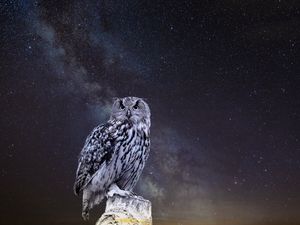 Preview wallpaper owl, starry sky, photoshop