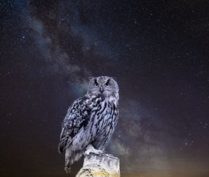 Preview wallpaper owl, starry sky, photoshop