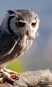 Preview wallpaper owl, stick, sitting, bird, predator