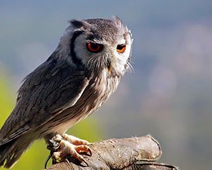 Preview wallpaper owl, stick, sitting, bird, predator