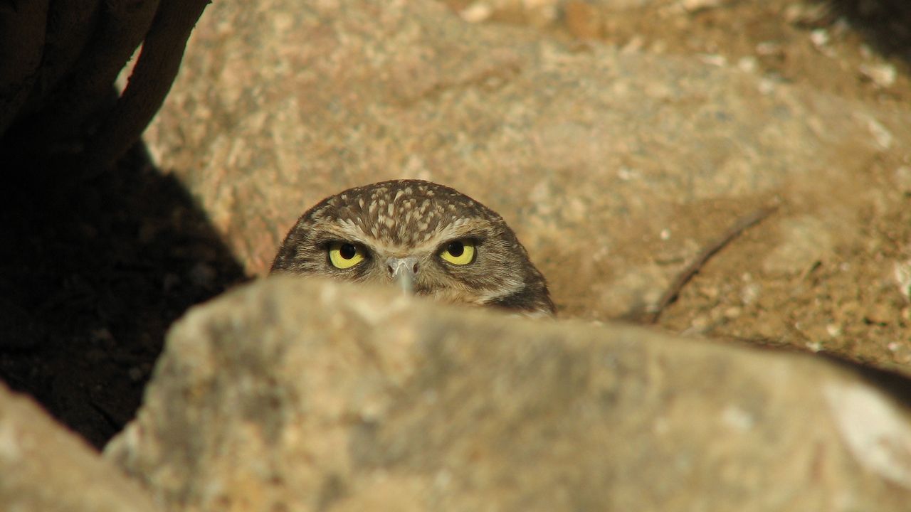 Wallpaper owl, stone, ambush