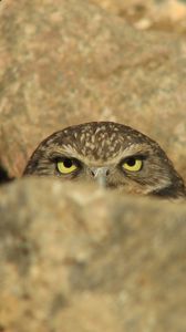 Preview wallpaper owl, stone, ambush